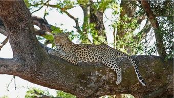 午夜猎豹高清在线视频,惊心动魄的高清视听盛宴