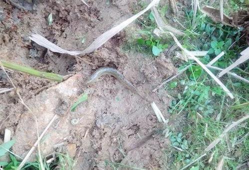 泥鳅门 在线视频,揭秘神秘水下世界的奇幻之旅 第3张 泥鳅门 在线视频,揭秘神秘水下世界的奇幻之旅 第3张