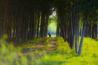 树林里那些事在线视频,揭秘在线视频中的神秘森林故事